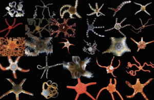 Brittle stars