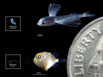 Larval Flying Fish and Triggerfish with Ingested Plastics