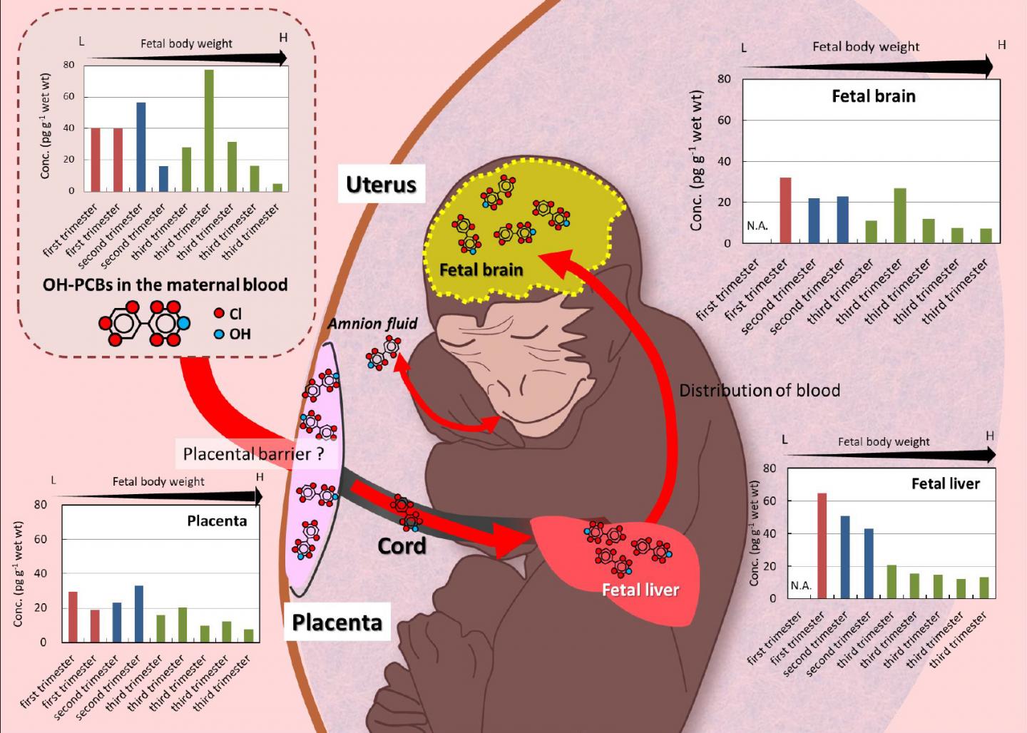 Three Developing Stages and OH-PCBs Concentration of a Japanese Macaque Fetus
