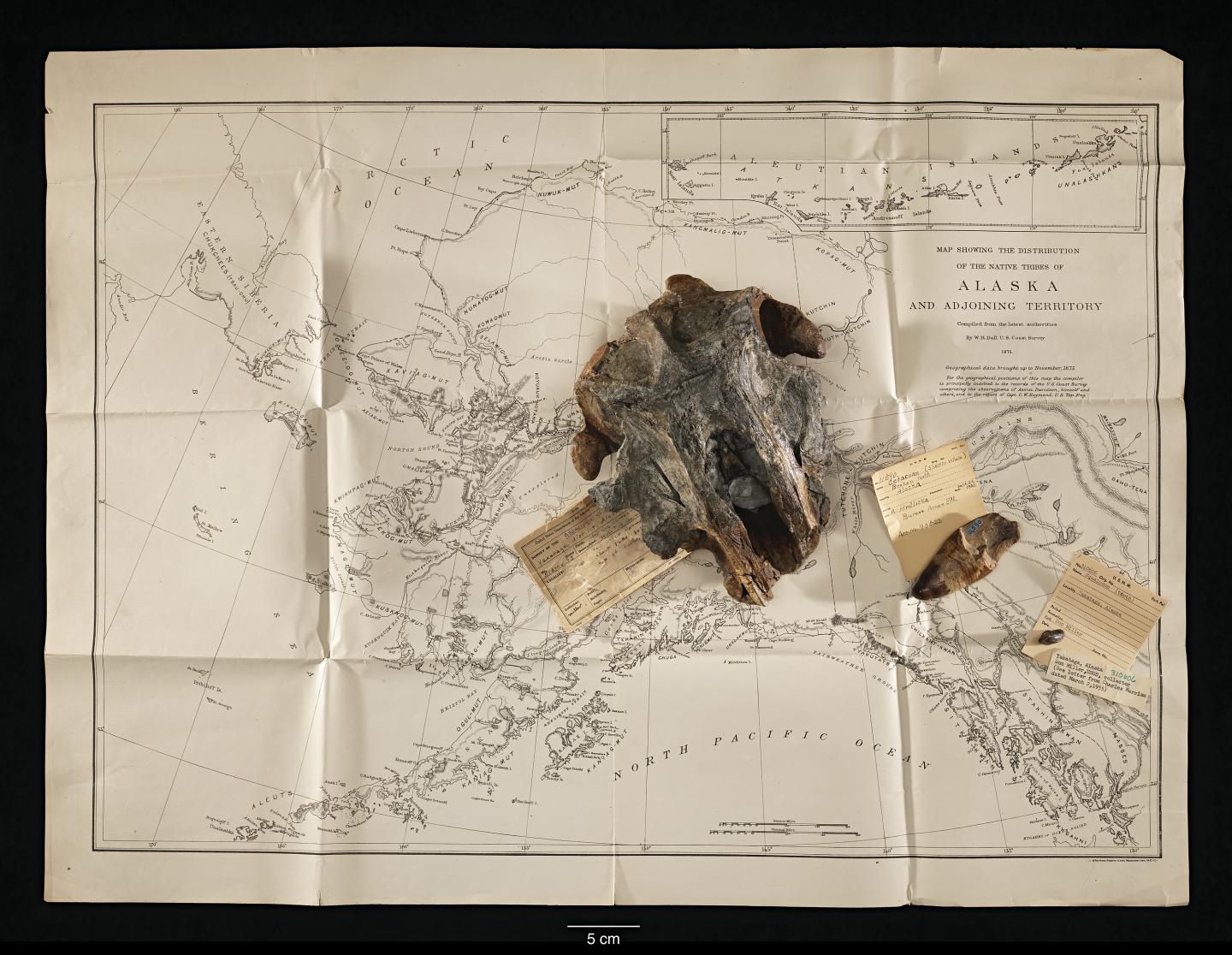 Fossil Skull of <em>Akrtocara yakataga</em> from Above
