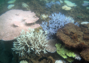 Coral bleaching in Okinawa, Japan