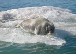 Seals stay warm and hydrated in the arctic wi - Vimarsana News