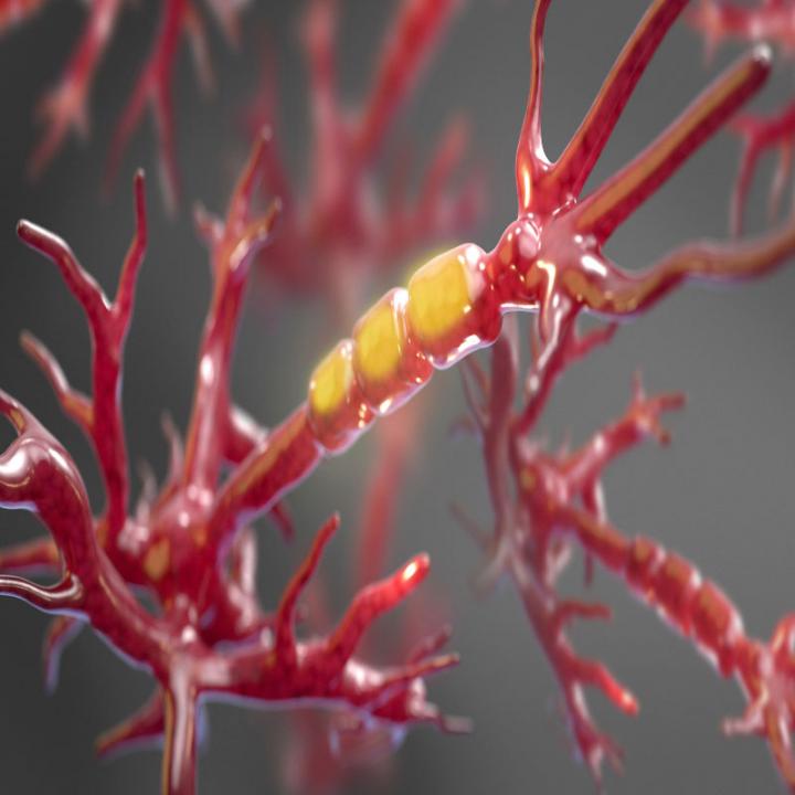 Neuronal Axon Enveloped in Protective Myelin