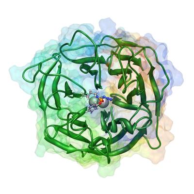 Model of Paraoxonase Bound to a Ligand