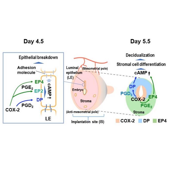 The Role of PGD2-DP and PGE2-EP4 Pathways in Implantation and Decidualization.