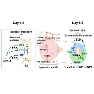 The Role of PGD2-DP and PGE2-EP4 Pathways in Implantation and Decidualization.