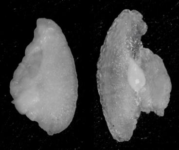 The Left and Right Earbones of a Juvenile Farmed Salmon