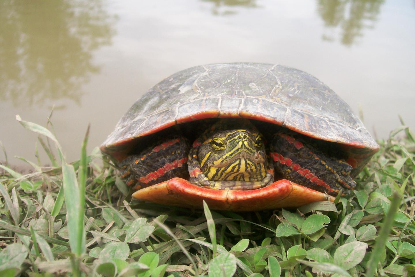 'Red gene' in birds and turtles suggests dino EurekAlert!