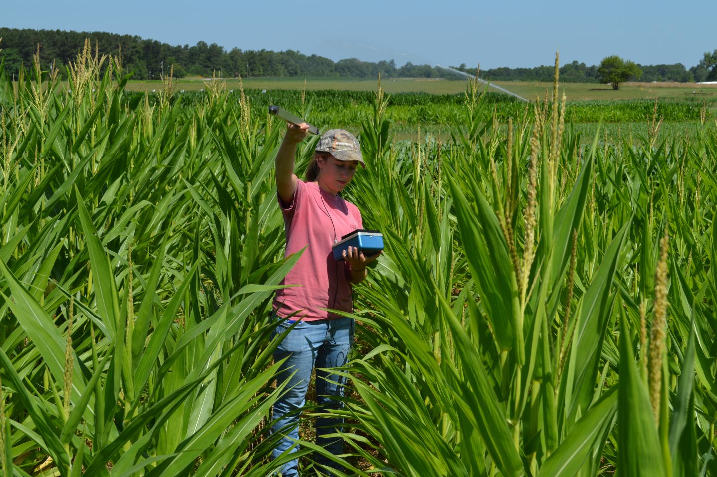 Corn Height Measurements [IMAGE] EurekAlert! Science News Releases
