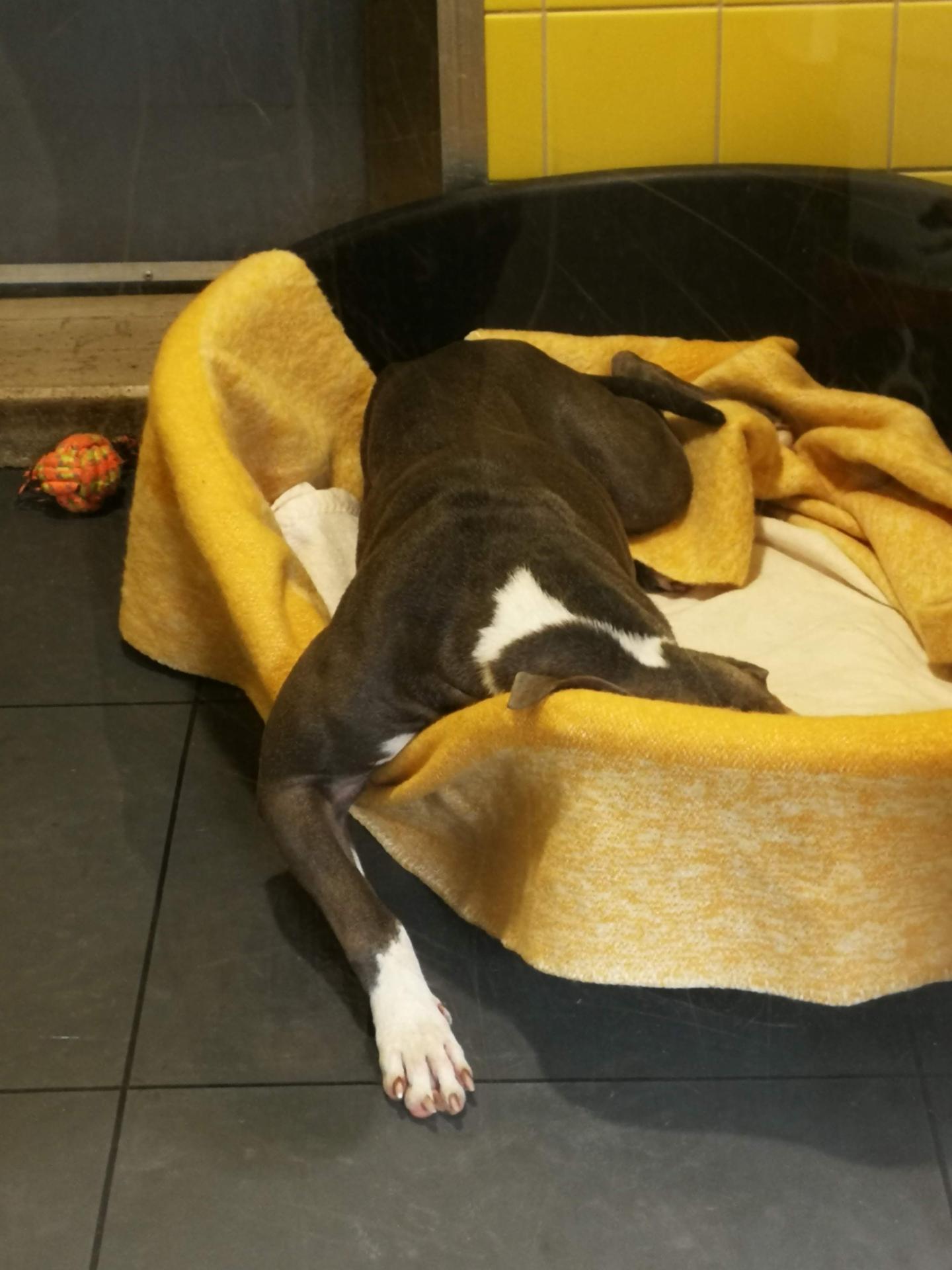 Dog resting in an animal shelter