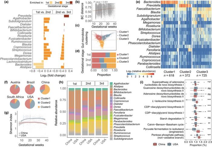 Spatiotemporal characteristics of gut microbiome during pregnancy