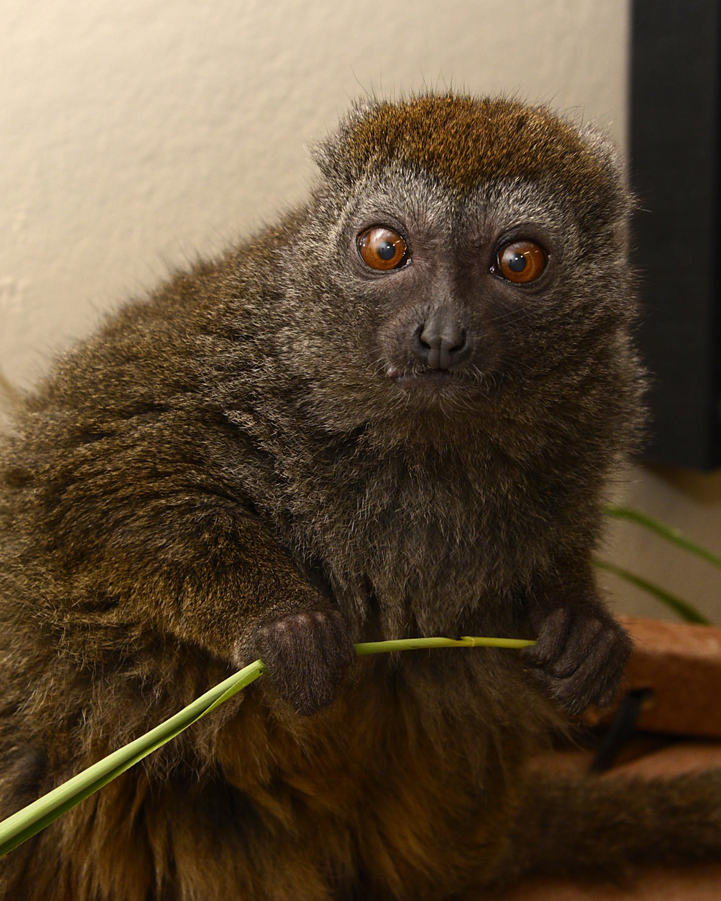 Bamboo Lemur