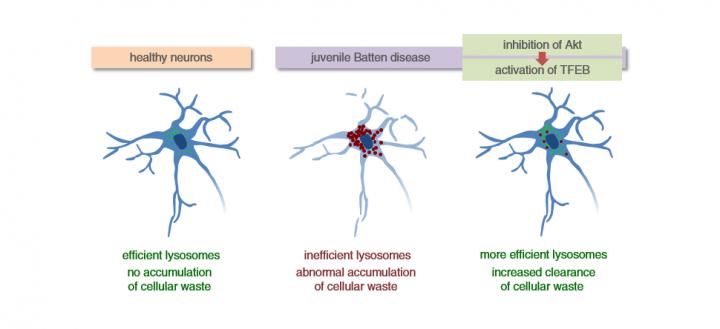 Lysosomes in Healthy Neurons and in Neurons with Juvenile Batten Disease