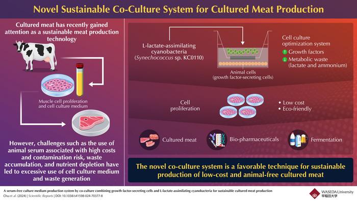 A novel co-culture system for cultured meat production