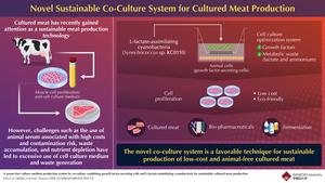 A novel co-culture system for cultured meat production