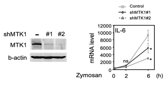 Figure 3. MTK1 is critical for respiratory burst-induced IL-6 production in macrophages.