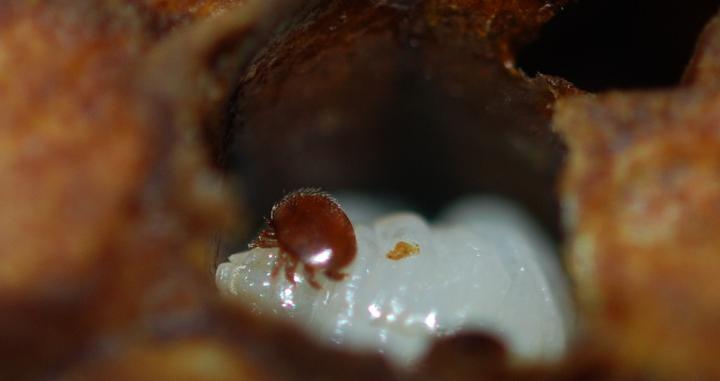 Varroa Mite -- Bee Larva