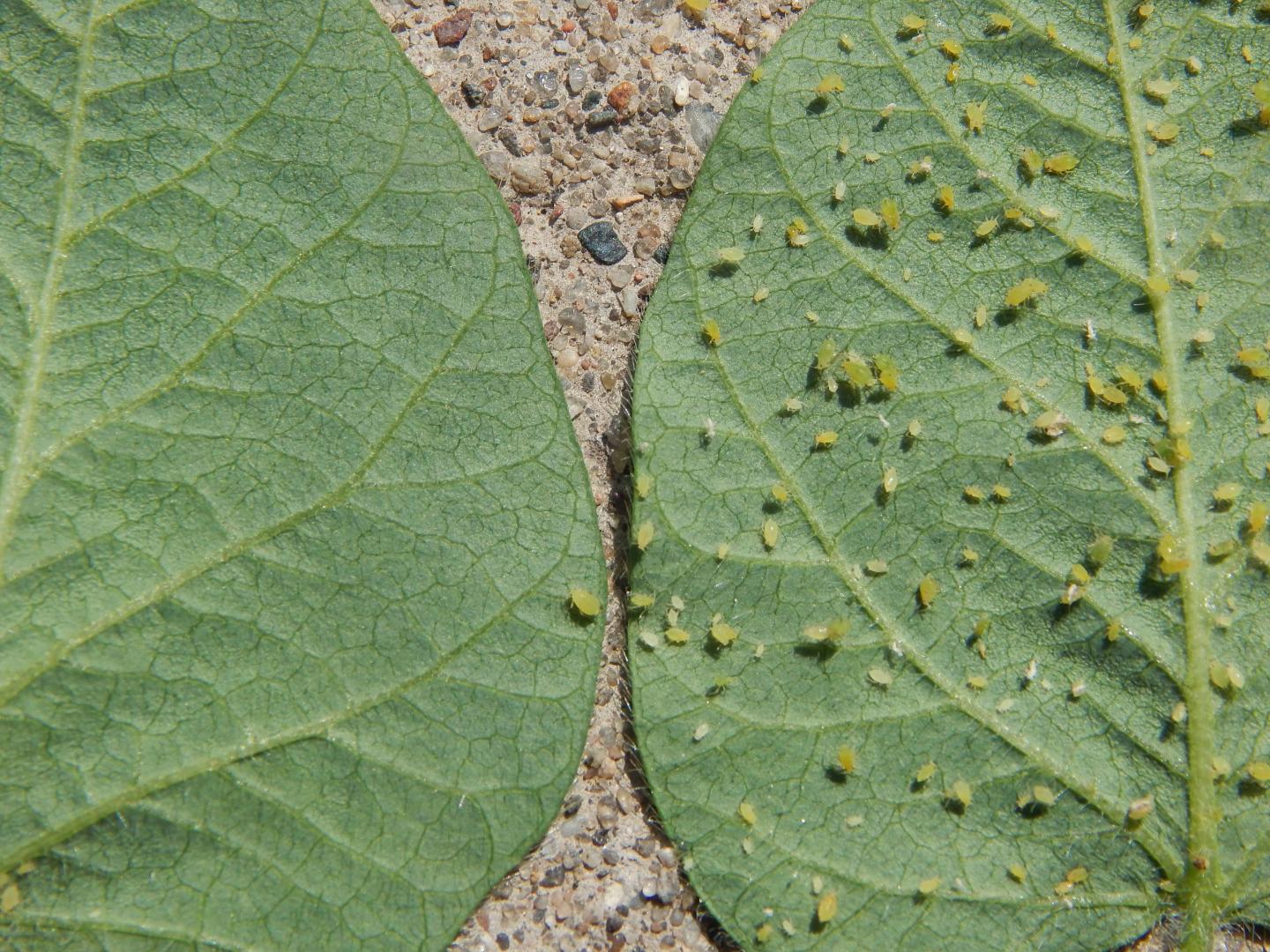 Aphid Comparison