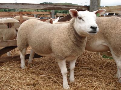 Scientists Crack the Sheep Genome