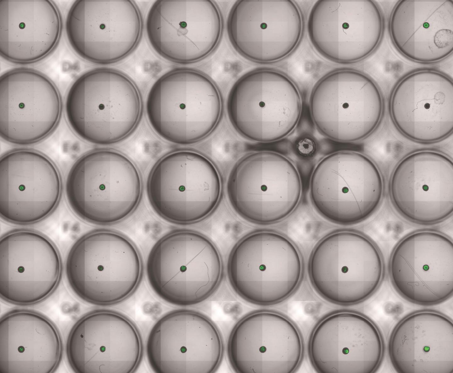 Image 2: the Platform Allows Evaluation of Hundreds of Engineered Bacterial therapies in a Dish