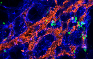 Fluorescence microcopy image