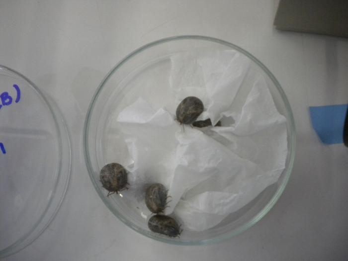 A vaccine against spotted fever