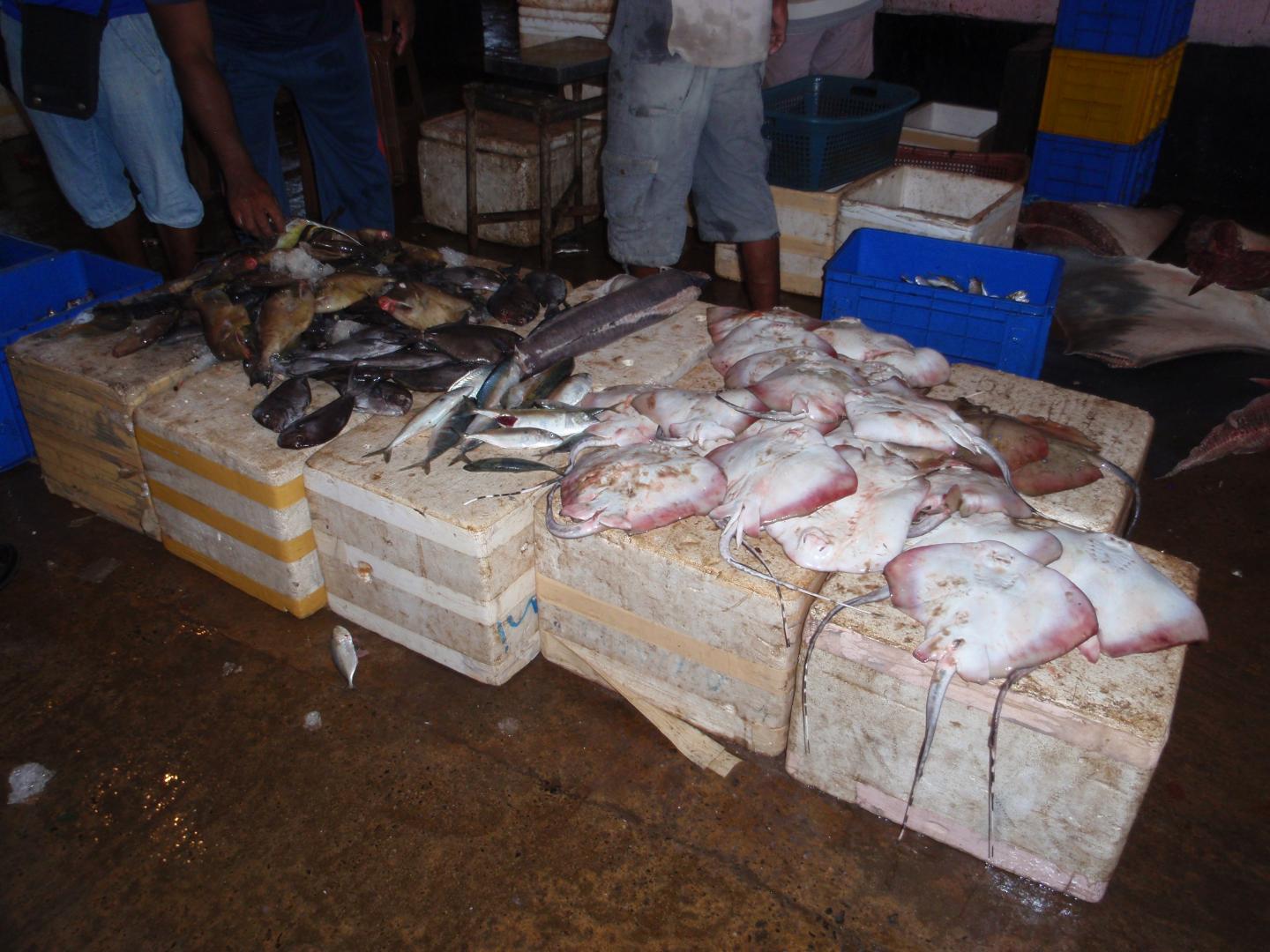 Ray Catch in Sri Lanka