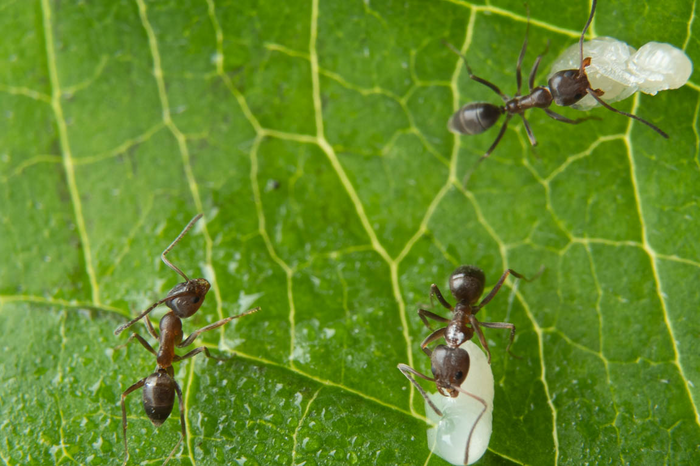 Argentinische Ameisenarbeiterinnen mit Brut