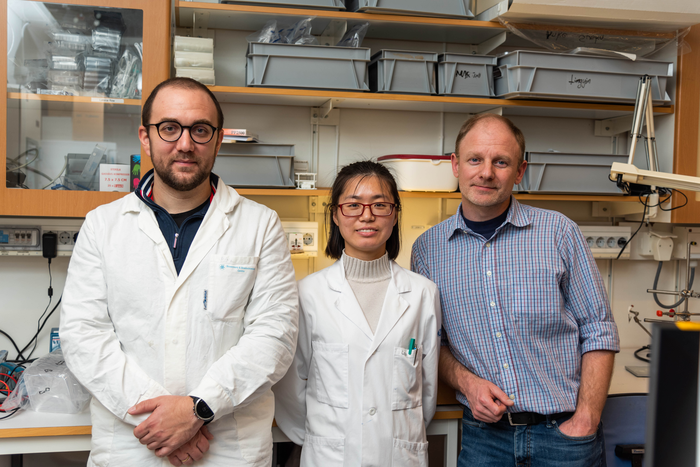 Materials researchers at Linköping University