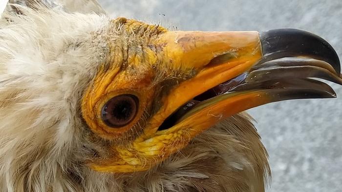 New technologies reveal the impact of circular economy on threatened species such as the Egyptian vulture