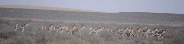 Onagers in Iran