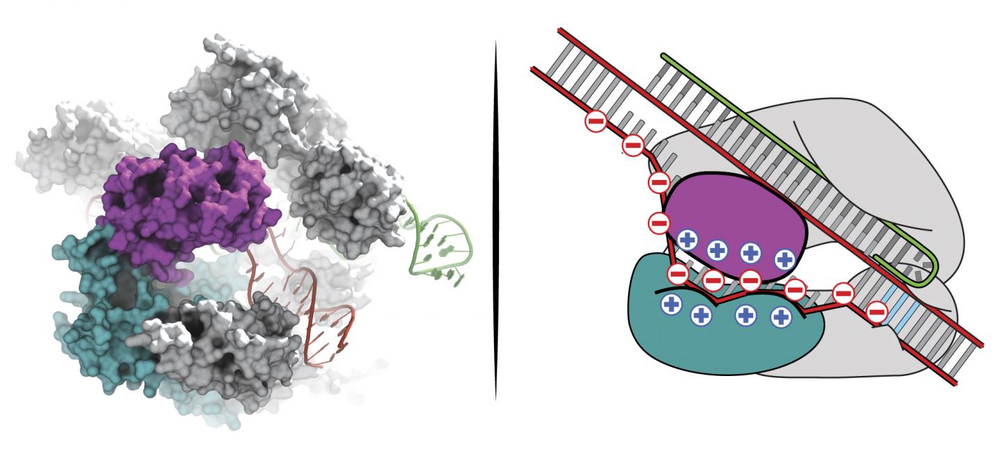 eSpCas9