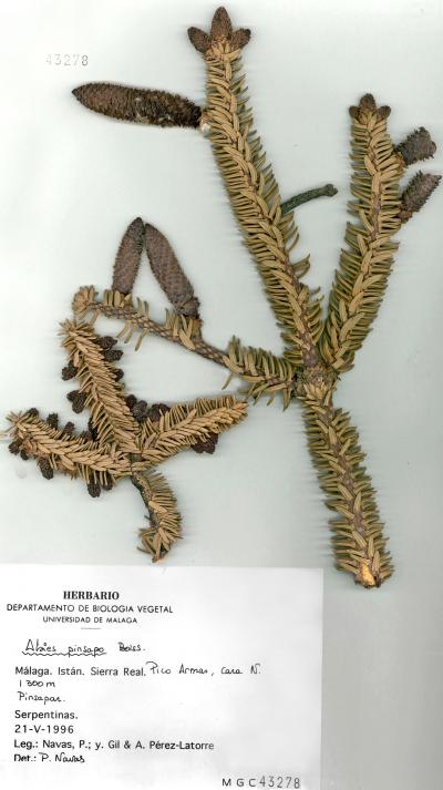 <i>Abies pinsapo</i>