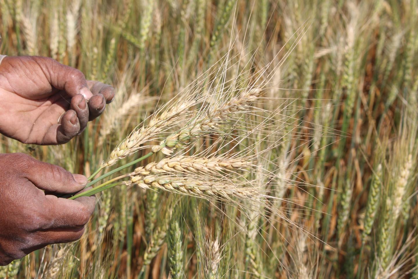 Wheat blast in Bangladesh