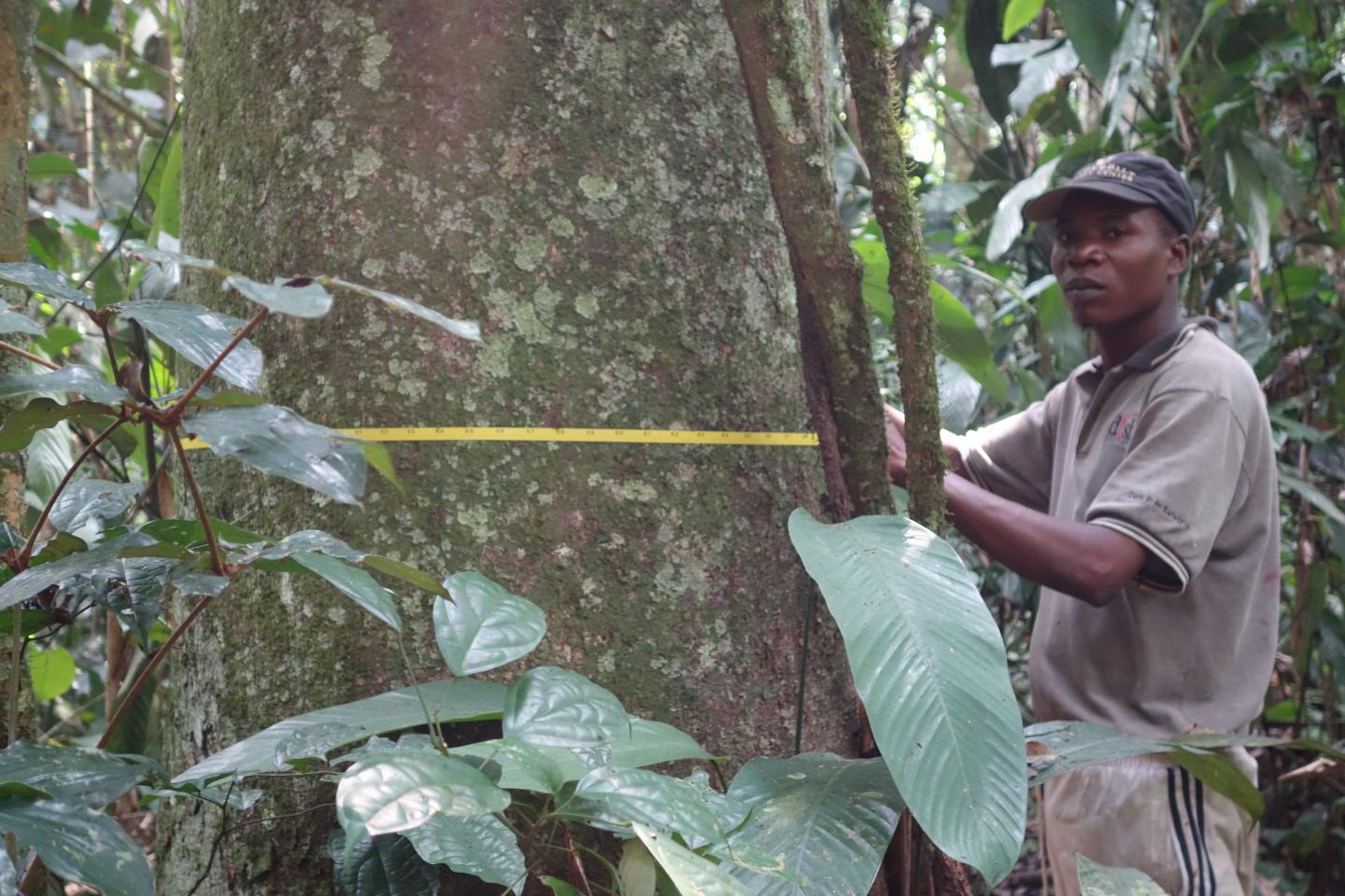 Tree measuring, Salonga National Park, Democratic Republic of Congo.