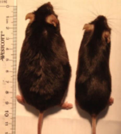 Smell-Deficient Mice Stay Slim on High-Fat Diet