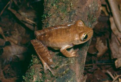 The Threatened Frog <I>Bokermannohyla izecksohni</I>
