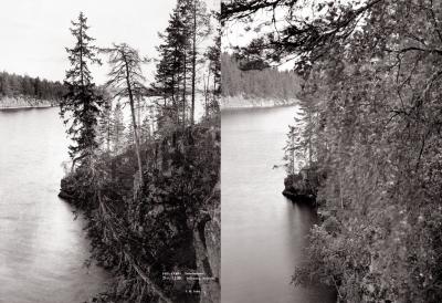Finnish Forest, Then and Now