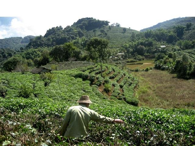 Chinese Tea Farm