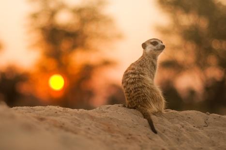 Meerkat