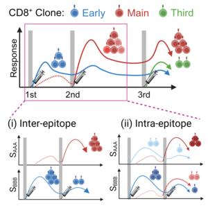 Memory T-Cell Response to Successive mRNA Vaccinations