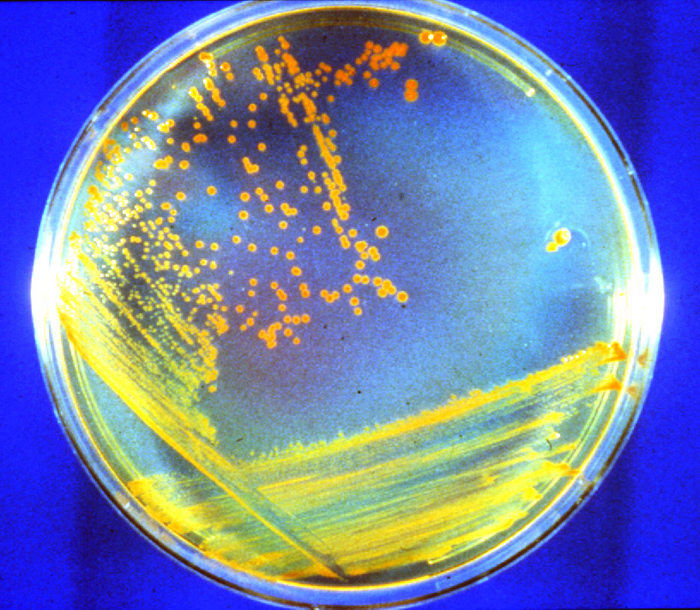 Conan the Bacterium in a dish