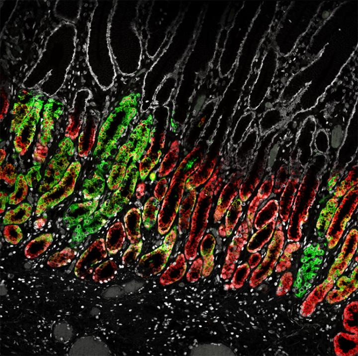 Gastric epithelial layer
