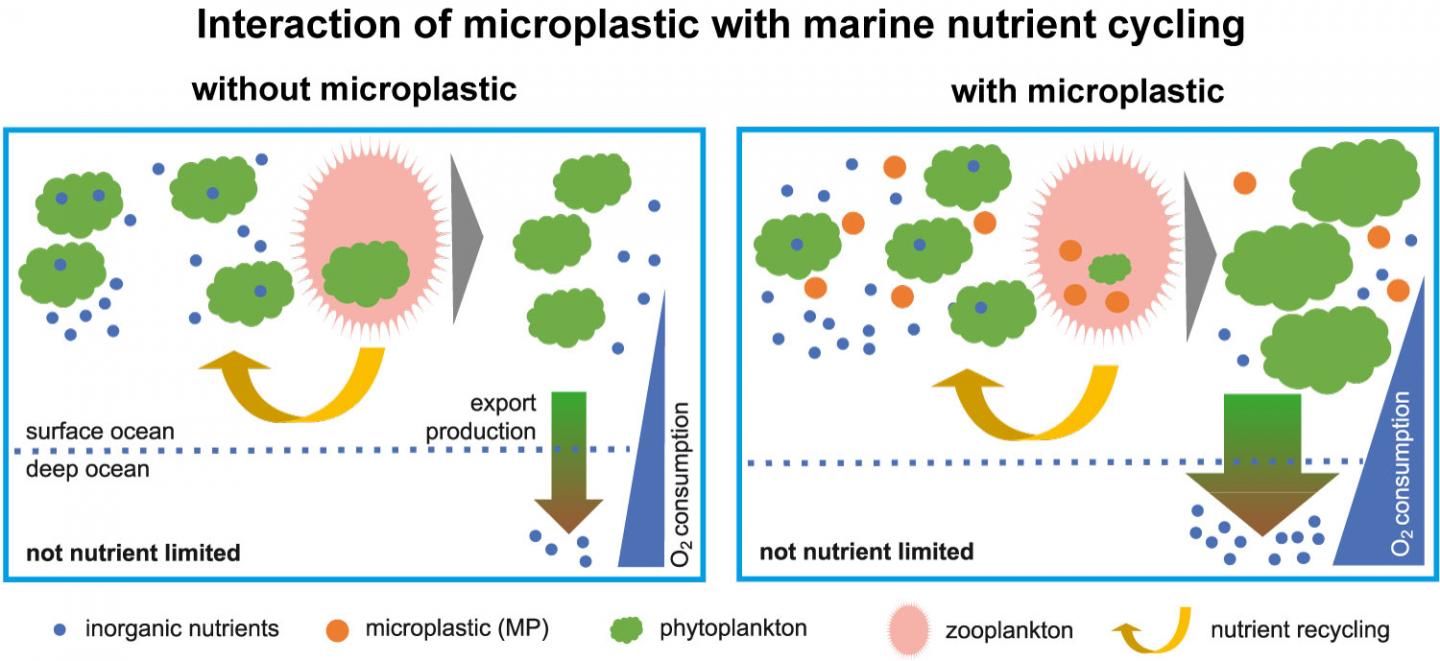 Schematic diagram of the interaction of microplastics and nutrient cycling