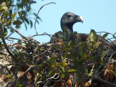 Slender-Billed Vulture Nest