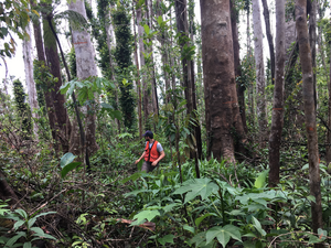 Dominica forest