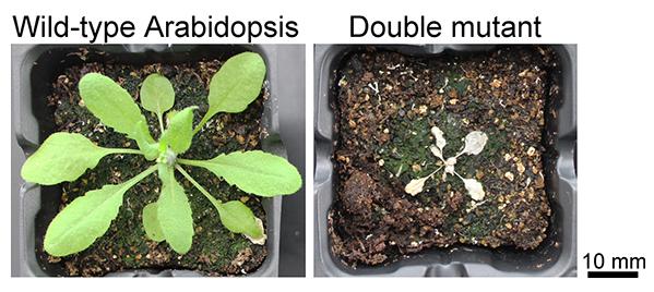 Plants Overcome Hunger with the Aid of Autophagy