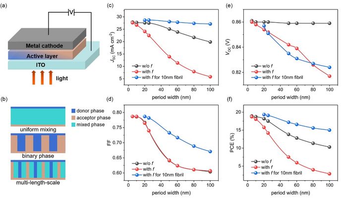 Morphology models and simulation results