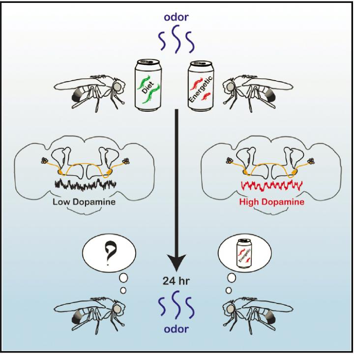 Study of fruit flies finds hunger causes brain changes that slow