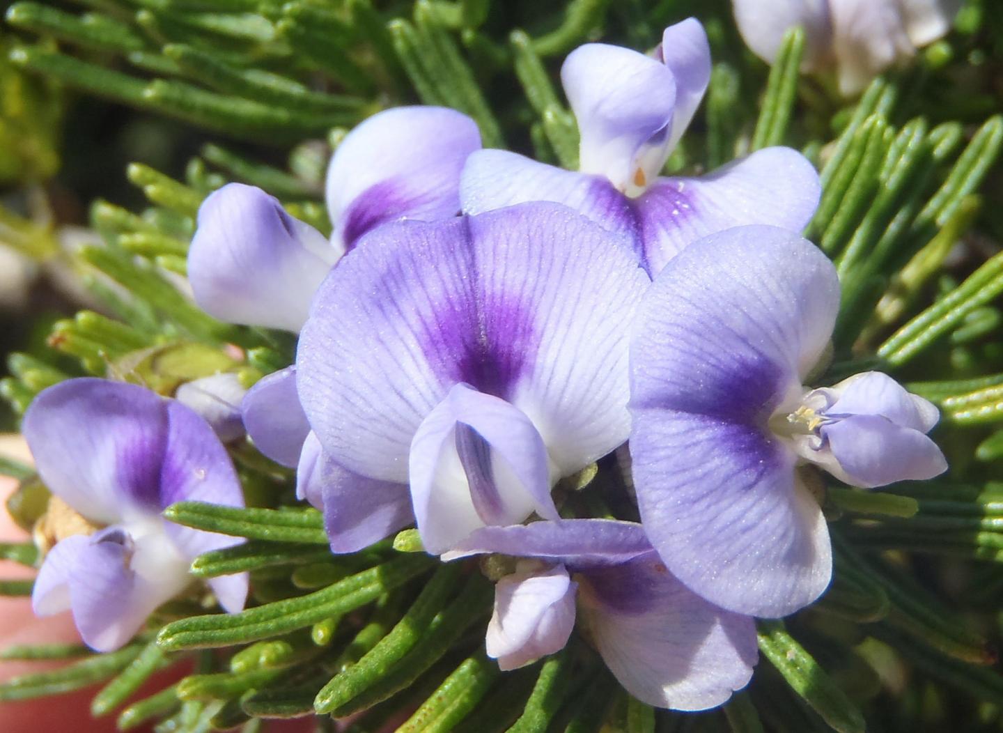 <i>Psoralea vanberkelae</i>
